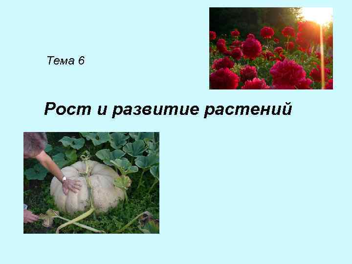 Тема 6 Рост и развитие растений 