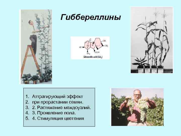 Гиббереллины 1. 2. 3. 4. 5. Аттрагирующий эффект при прорастании семян. 2. Растяжение междоузлий.