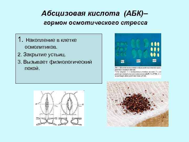 Абсцизовая кислота (АБК)– гормон осмотического стресса 1. Накопление в клетке осмолитиков. 2. Закрытие устьиц.
