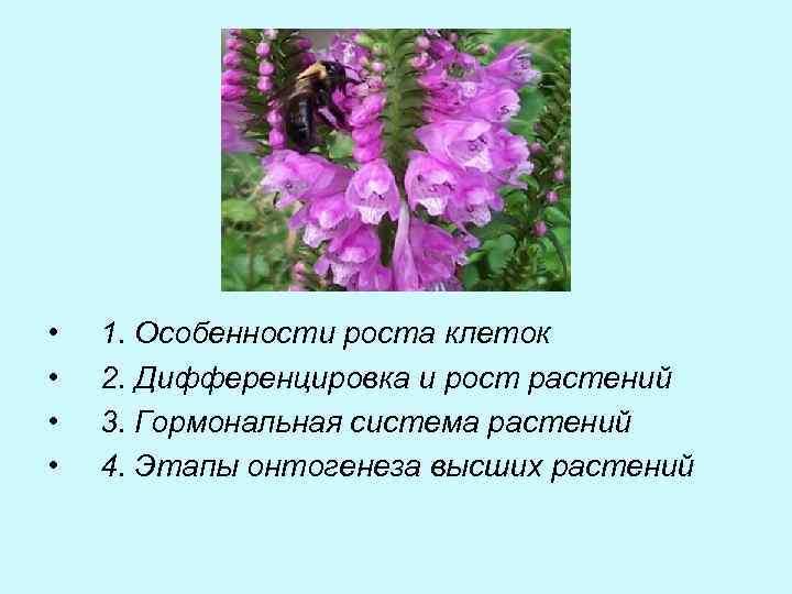  • • 1. Особенности роста клеток 2. Дифференцировка и рост растений 3. Гормональная