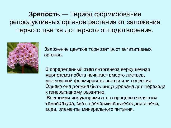 Зрелость — период формирования репродуктивных органов растения от заложения первого цветка до первого оплодотворения.
