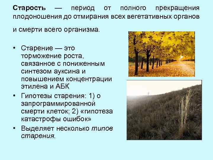 Старость — период от полного прекращения плодоношения до отмирания всех вегетативных органов и смерти