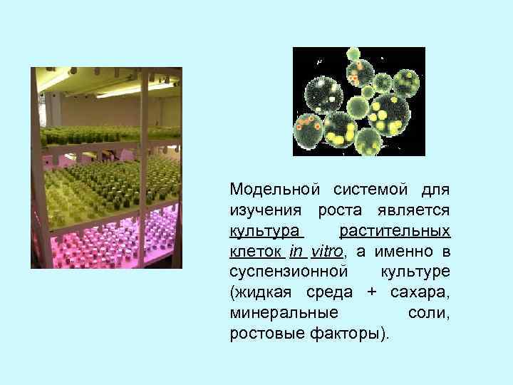 Модельной системой для изучения роста является культура растительных клеток in vitro, а именно в