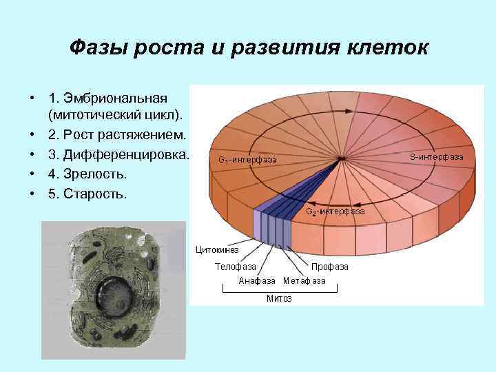 Фазы роста и развития клеток • 1. Эмбриональная (митотический цикл). • 2. Рост растяжением.
