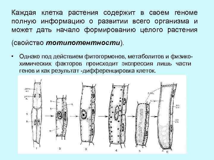 Каждая клетка растения содержит в своем геноме полную информацию о развитии всего организма и