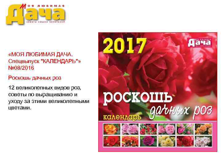  «МОЯ ЛЮБИМАЯ ДАЧА. Спецвыпуск ''КАЛЕНДАРЬ''» № 08/2016 Роскошь дачных роз 12 великолепных видов