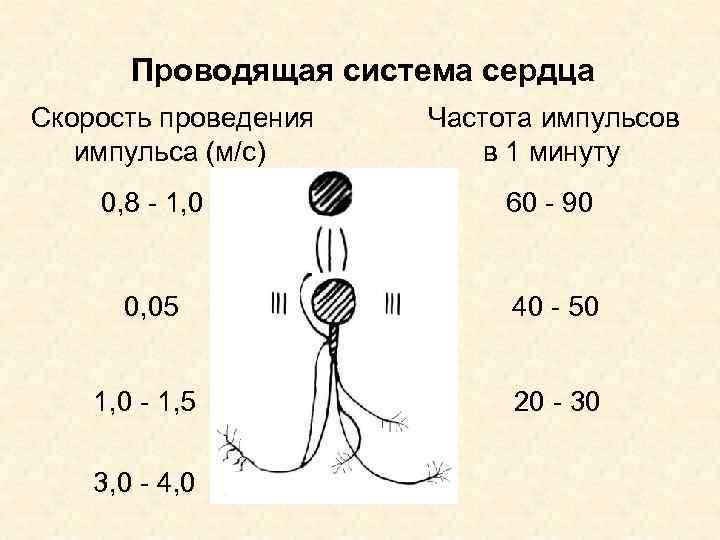 Проводящая система сердца Скорость проведения импульса (м/с) Частота импульсов в 1 минуту 0, 8