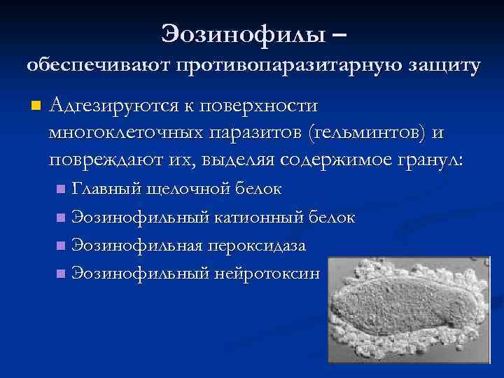 Эозинофилы – обеспечивают противопаразитарную защиту n Адгезируются к поверхности многоклеточных паразитов (гельминтов) и повреждают