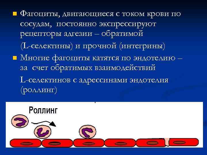 Фагоциты, двигающиеся с током крови по сосудам, постоянно экспрессируют рецепторы адгезии – обратимой (L-селектины)