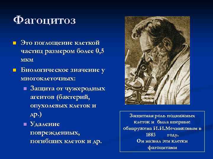 Фагоцитоз n n Это поглощение клеткой частиц размером более 0, 5 мкм Биологическое значение