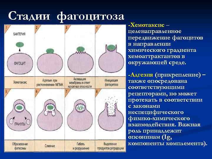 Стадии фагоцитоза -Хемотаксис – целенаправленное передвижение фагоцитов в направлении химического градиента хемоаттрактантов в окружающей