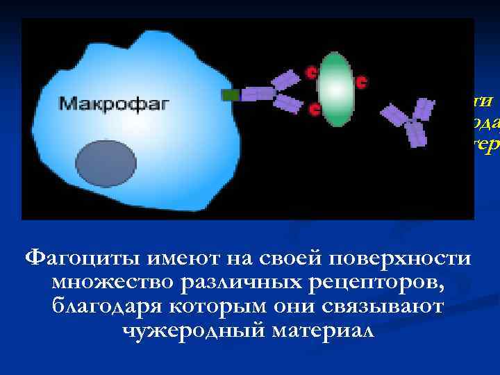 Фагоциты имеют на своей поверхности множество различных рецепторов, благода которым они связывают чужеродный матери