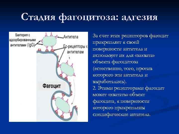 Стадия фагоцитоза: адгезия За счет этих рецепторов фагоцит прикрепляет к своей поверхности антитела и