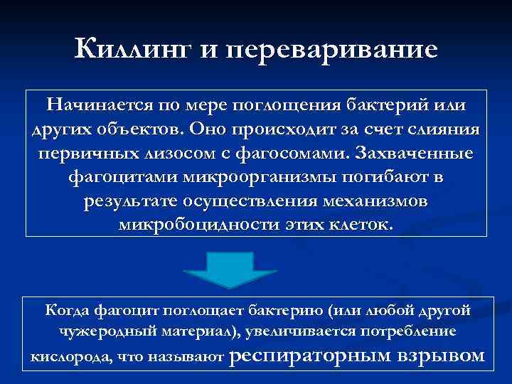 Киллинг и переваривание Начинается по мере поглощения бактерий или других объектов. Оно происходит за