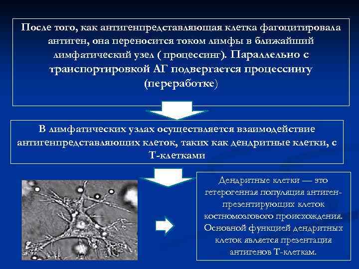 После того, как антигенпредставляющая клетка фагоцитировала антиген, она переносится током лимфы в ближайший лимфатический