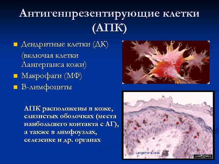 Антигенпрезентирующие клетки (АПК) n n n Дендритные клетки (ДК) (включая клетки Лангерганса кожи) Макрофаги