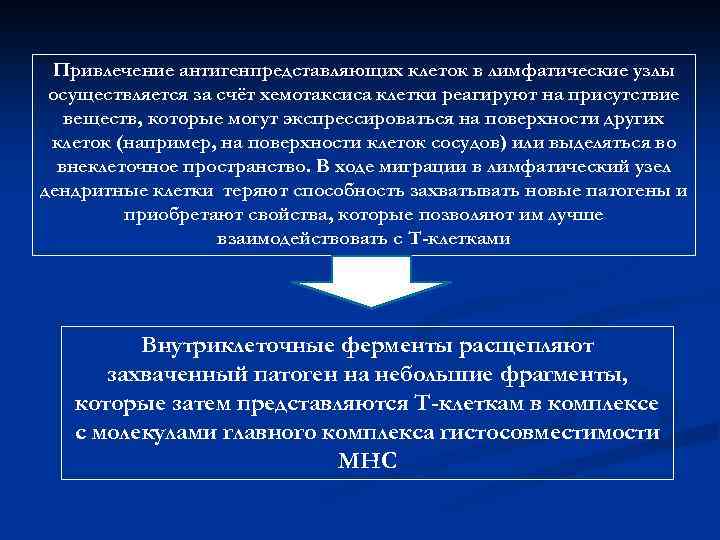 Привлечение антигенпредставляющих клеток в лимфатические узлы осуществляется за счёт хемотаксиса клетки реагируют на присутствие