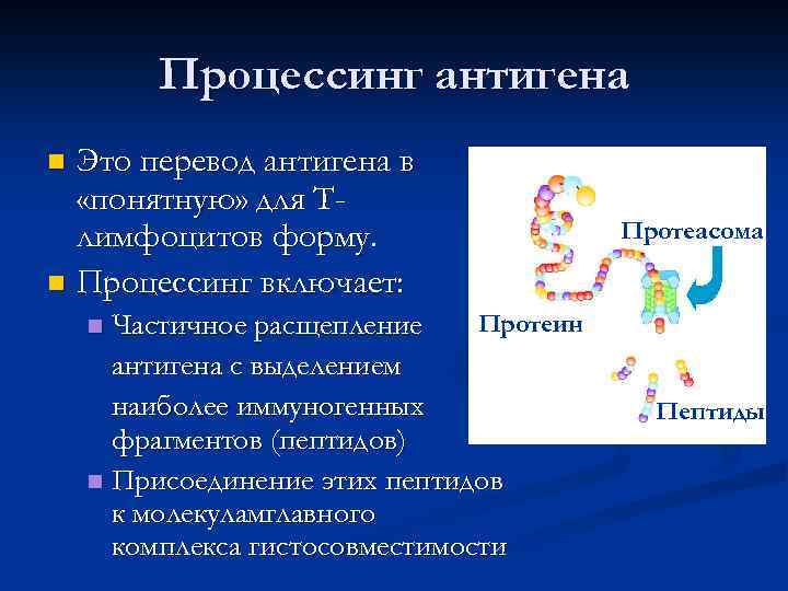 Процессинг антигена Это перевод антигена в «понятную» для Тлимфоцитов форму. n Процессинг включает: n