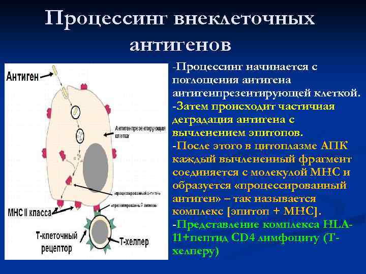 Процессинг внеклеточных антигенов -Процессинг начинается с поглощения антигена антигенпрезентирующей клеткой. -Затем происходит частичная деградация