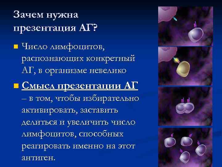 Зачем нужна презентация АГ? n Число лимфоцитов, распознающих конкретный АГ, в организме невелико n