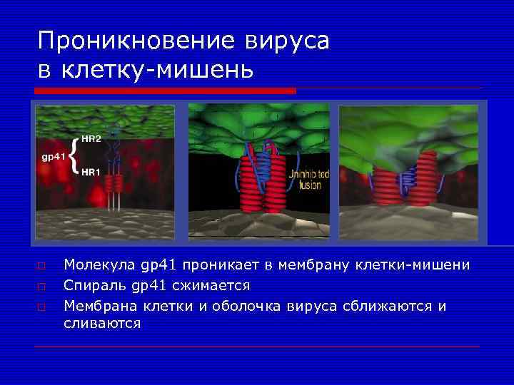Проникновение вируса в клетку-мишень o o o Молекула gp 41 проникает в мембрану клетки-мишени