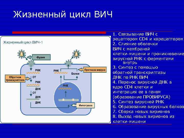Жизненный цикл ВИЧ 1. Связывание ВИЧ с рецептором CD 4 и корецептором 2. Слияние