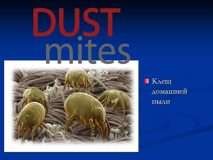 Клещ домашней пыли 