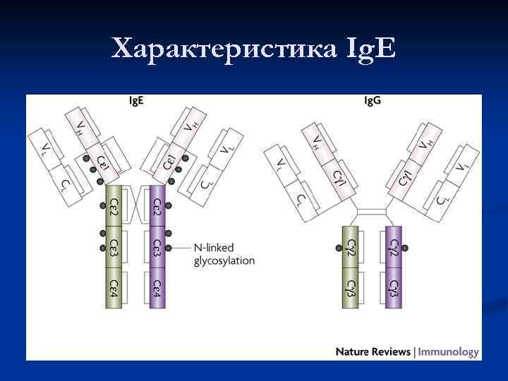 Характеристика Ig. E 