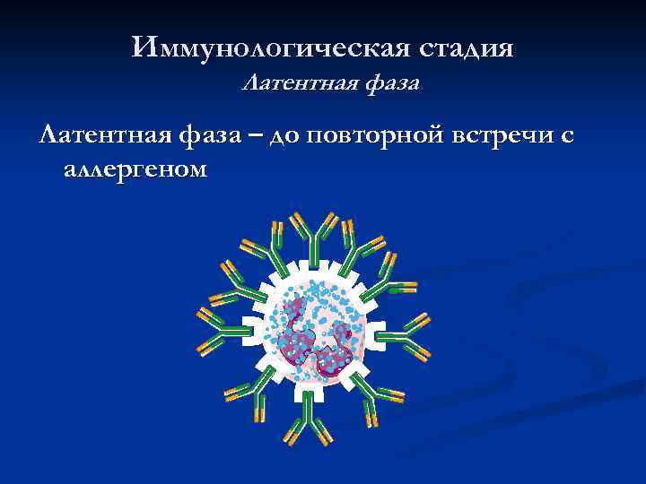Иммунологическая стадия Латентная фаза – до повторной встречи с аллергеном 