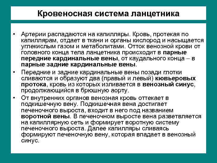 Кровеносная система ланцетника • Артерии распадаются на капилляры. Кровь, протекая по капиллярам, отдает в