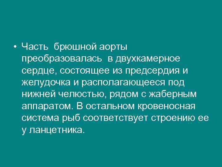  • Часть брюшной аорты преобразовалась в двухкамерное сердце, состоящее из предсердия и желудочка