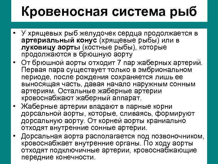 Кровеносная система рыб • У хрящевых рыб желудочек сердца продолжается в артериальный конус (хрящевые