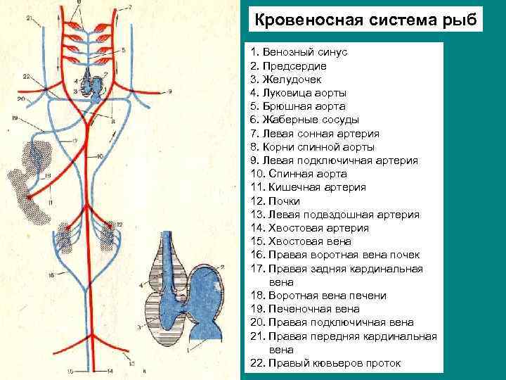 Спинная аорта у рыб