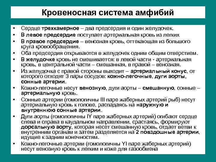 Кровеносная система амфибий • • • Сердце трехкамерное – два предсердия и один желудочек.