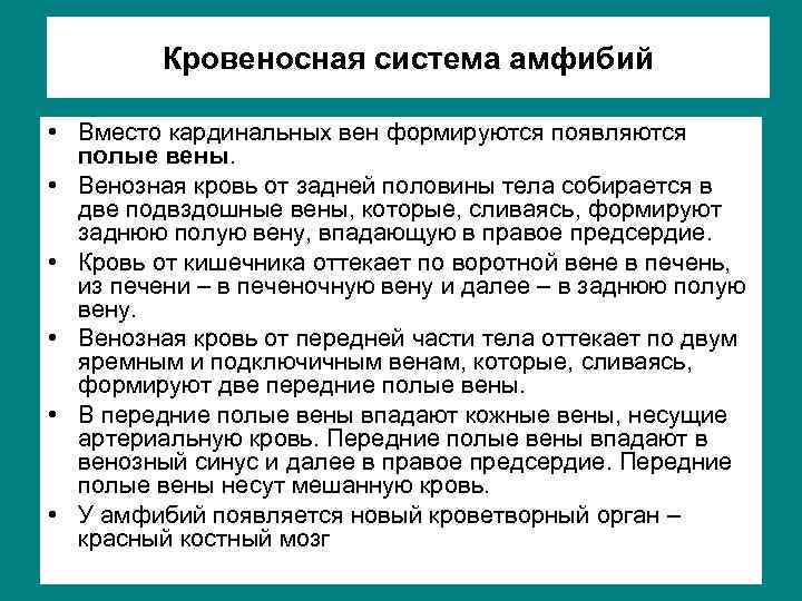 Кровеносная система амфибий • Вместо кардинальных вен формируются появляются полые вены. • Венозная кровь