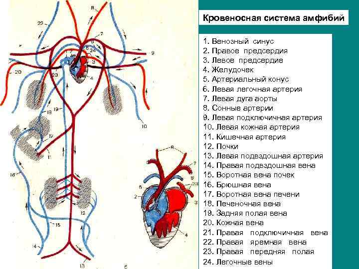 Сердце амфибий круги кровообращения. Схема кровеносной системы и сердца лягушки. Строение кровеносной системы амфибий схема. Схема строения кровеносной системы земноводных. Схема строения кровеносной системы лягушки.