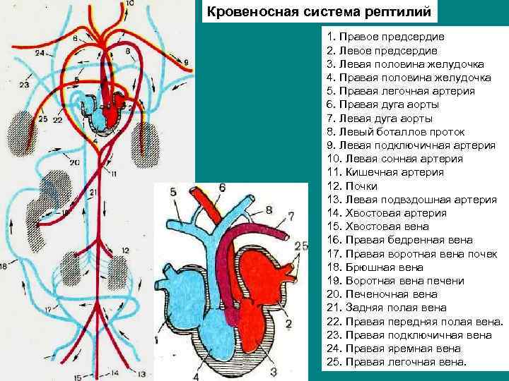 Неполная перегородка в сердце рептилий