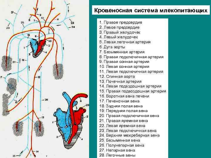 Правая дуга аорты у млекопитающих