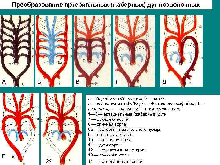 Сердца хордовых рисунок