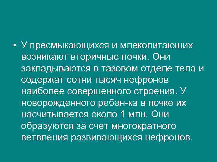  • У пресмыкающихся и млекопитающих возникают вторичные почки. Они закладываются в тазовом отделе