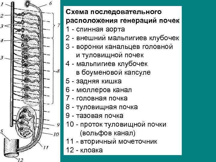 Схема последовательного расположения генераций почек 1 спинная аорта 2 внешний мальпигиев клубочек 3 воронки