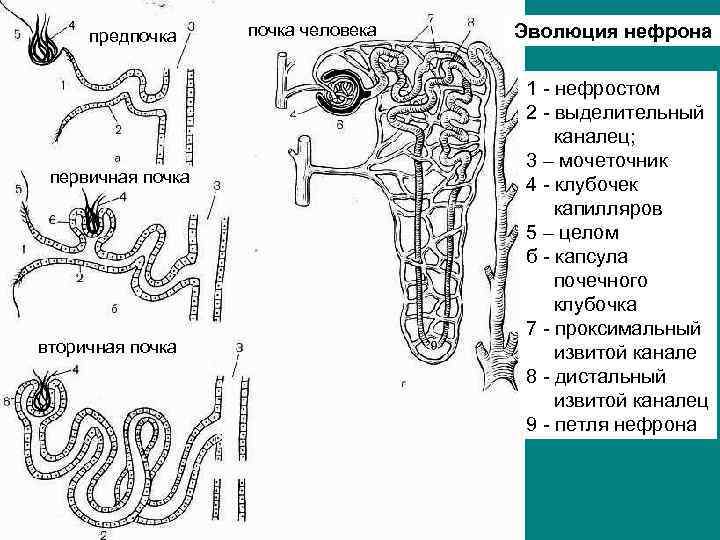 Рассмотрите рисунок строения нефрона