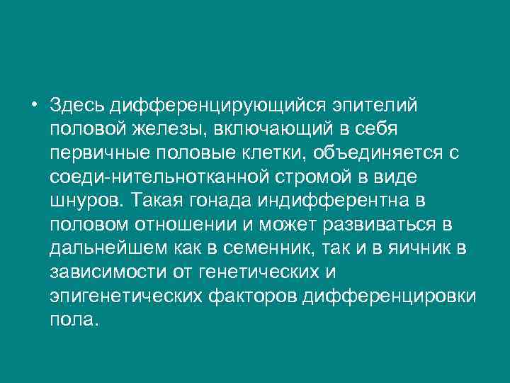  • Здесь дифференцирующийся эпителий половой железы, включающий в себя первичные половые клетки, объединяется