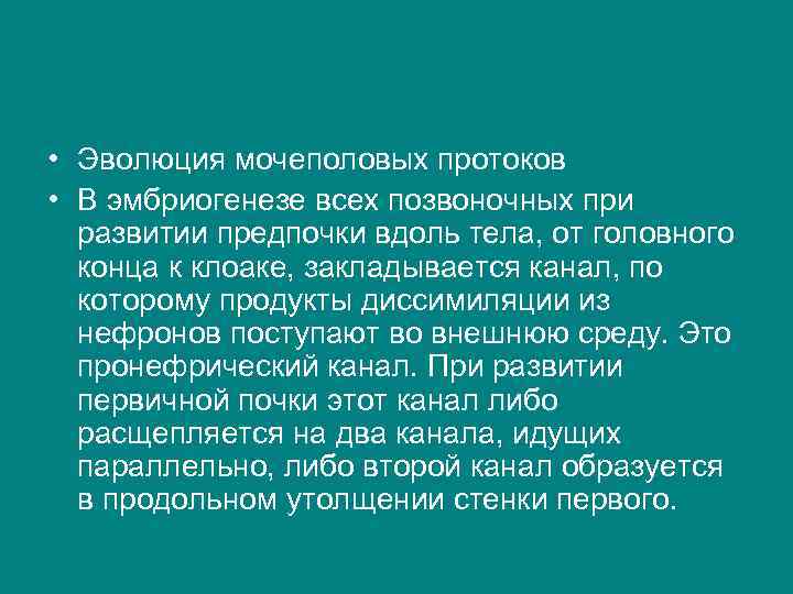  • Эволюция мочеполовых протоков • В эмбриогенезе всех позвоночных при развитии предпочки вдоль