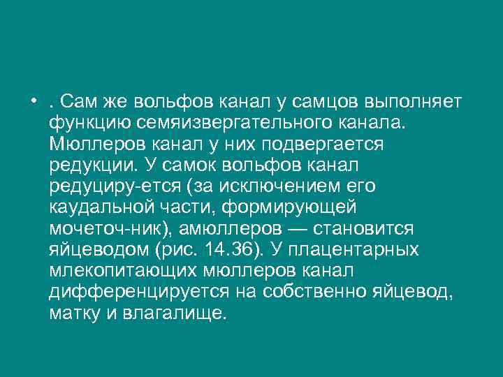  • . Сам же вольфов канал у самцов выполняет функцию семяизвергательного канала. Мюллеров