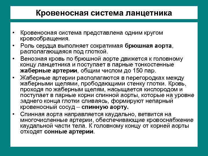Кровеносная система ланцетника • Кровеносная система представлена одним кругом кровообращения. • Роль сердца выполняет