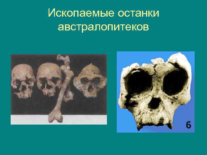 Ископаемые останки австралопитеков 