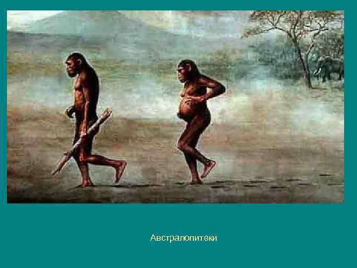 Австралопитеки 