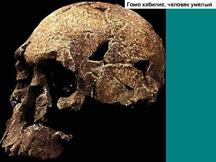 Гомо хабилис, человек умелый 