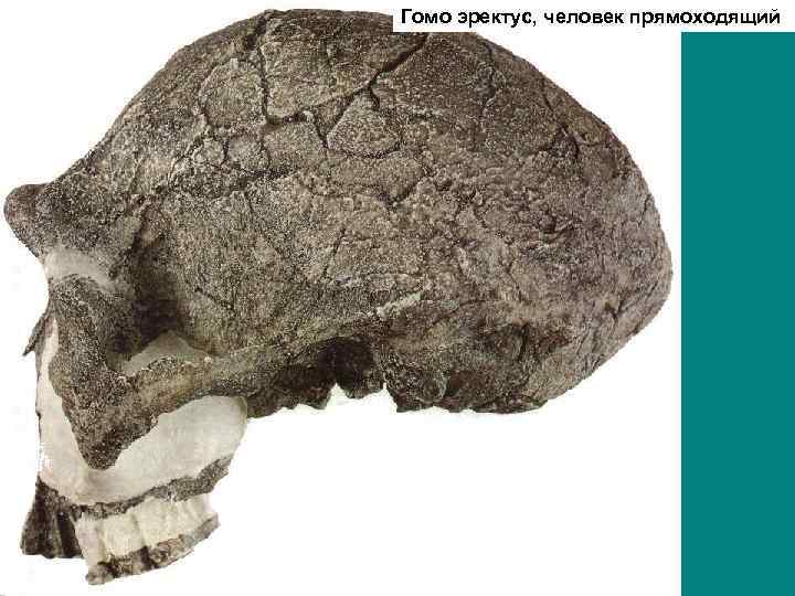 Гомо эректус, человек прямоходящий 